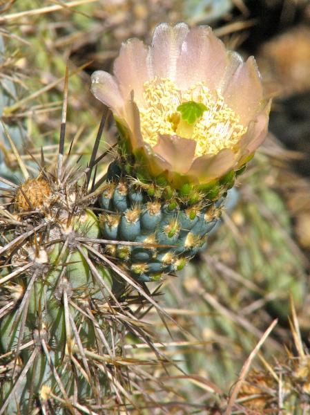 Miqueliopuntia miquelii