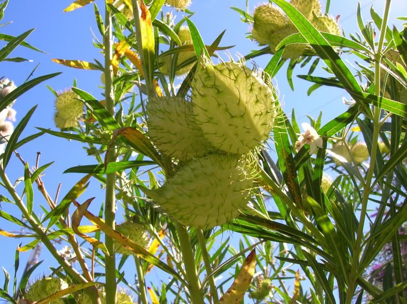 Asceplias psysocarpa 'Family Jewels' . . .