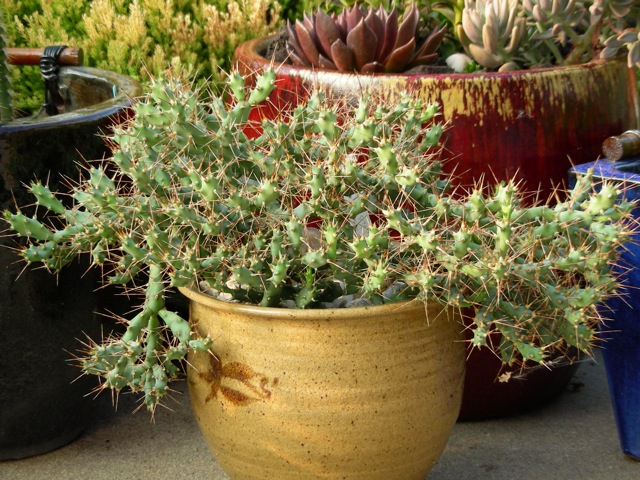 Opuntia pusilla