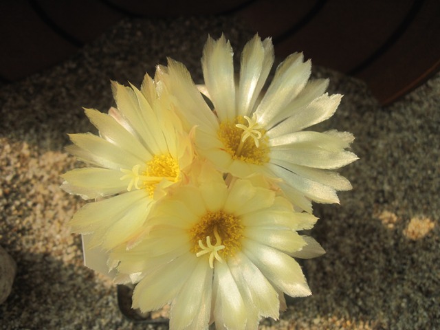 Astrophytum hybrid.JPG