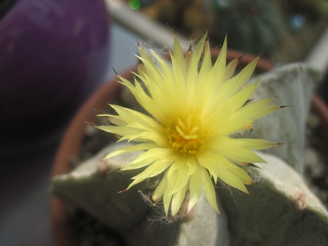 Astrophytum myriostigma.JPG