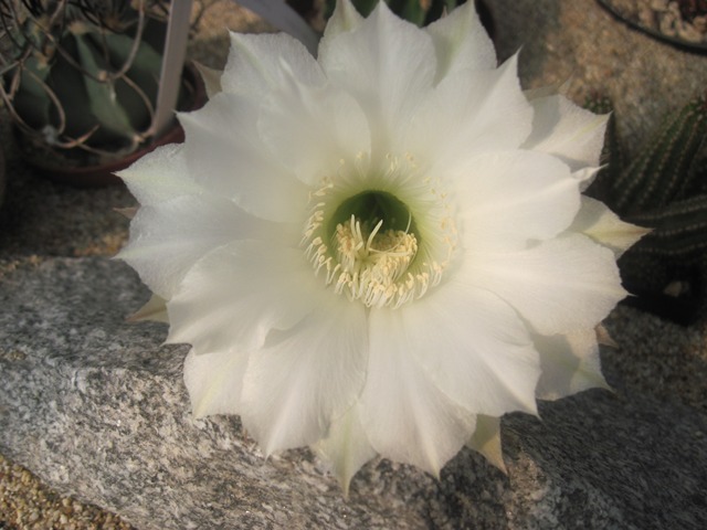 Echinopsis.JPG