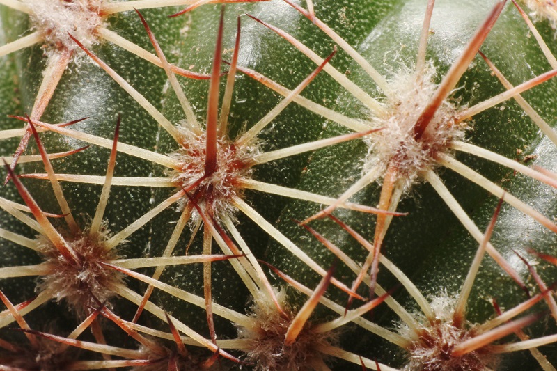 Notocactus curvispinus