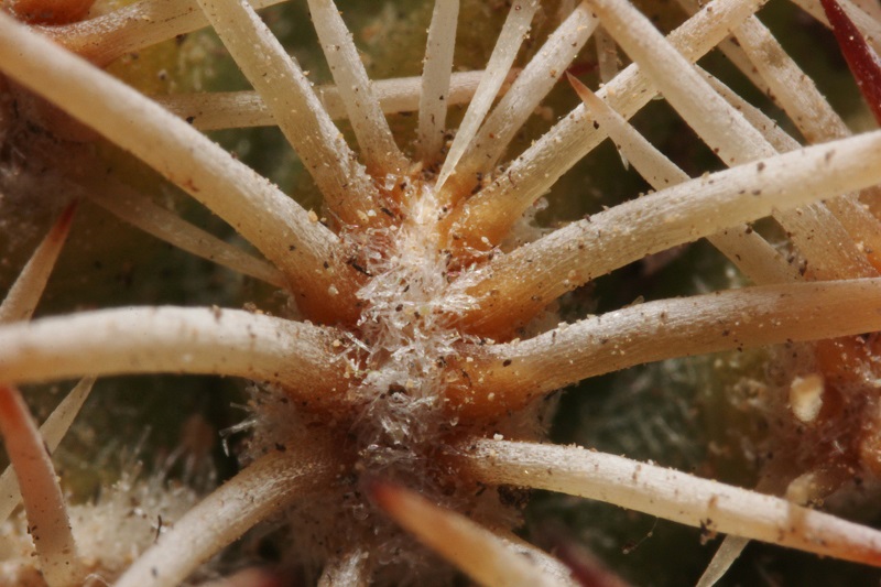 Echinocereus adustus