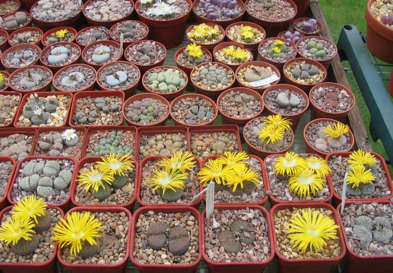 lithops-1006.jpg