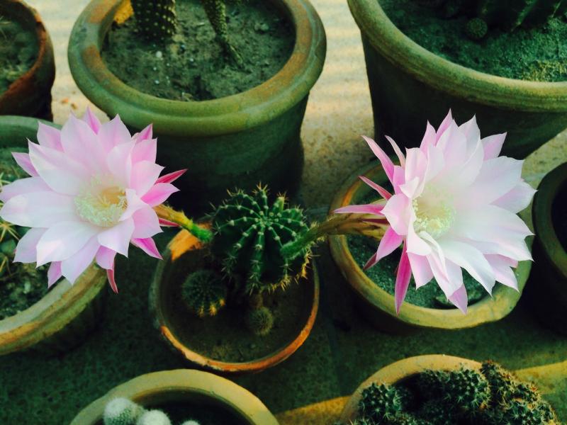 Echinopsis Hybrid