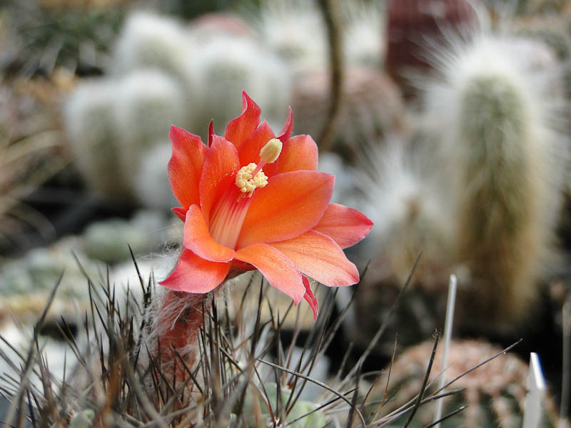 Matucana paucicostata 2012 September29.jpg