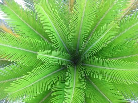 Cycas revoluta.JPG