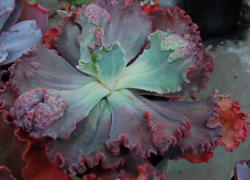 Echeveria 'Mauna Loa'.jpg