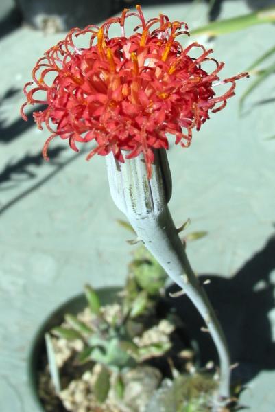 Kleinia saginata.JPG