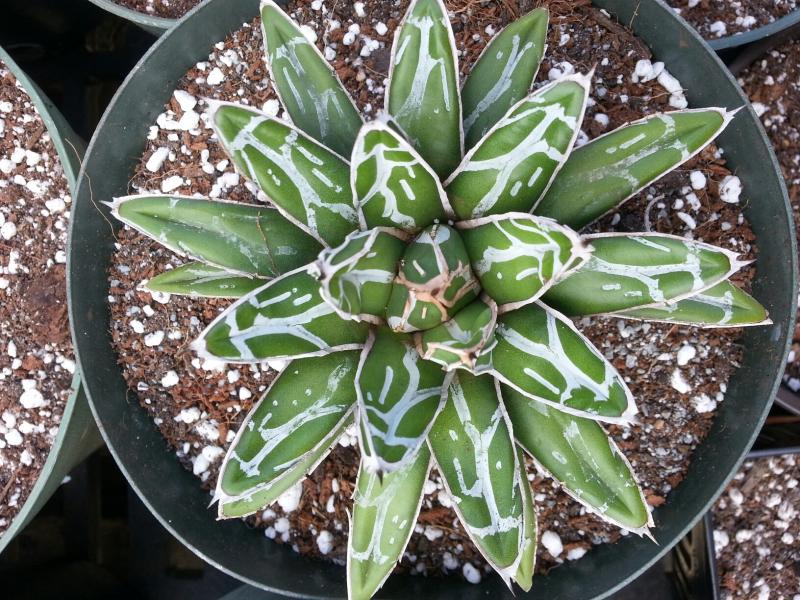 Agave victoriae reginae