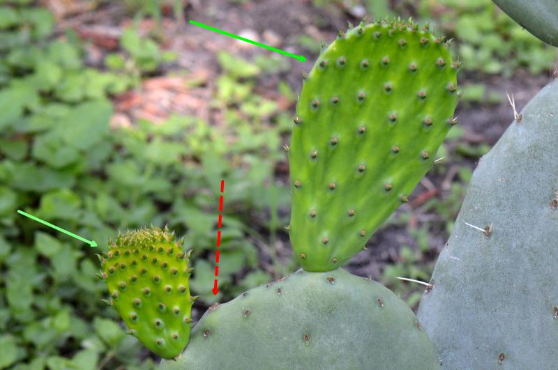 July 25, 2013<br />Discontinued red arrow highlights the place of the pad that was highlighted with red arrow in the picture above. The plant started a new pad (in left) that finally reached the same size as the keeped pad (in right).