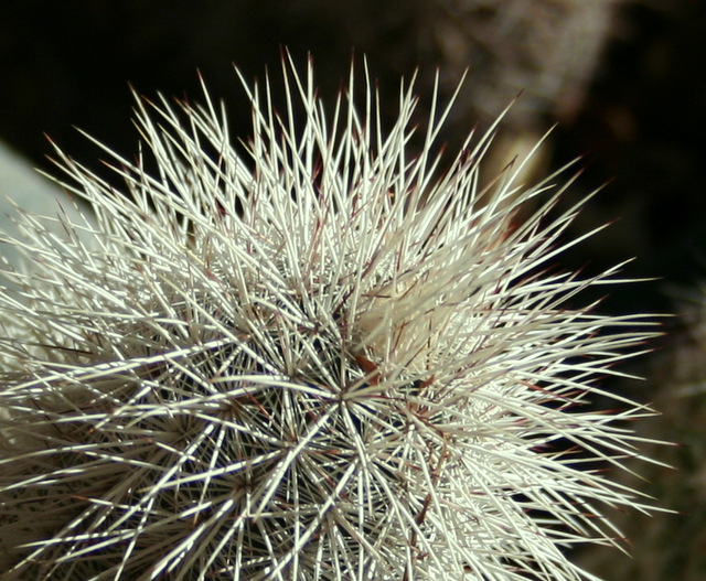 cropped, close focus, using the kit lens; 800, f/5.6