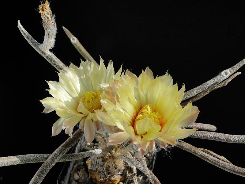 Astrophytum caput medusae 2012 Juli04-9.jpg