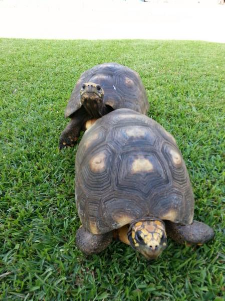 Paraguayan Red foot tortoises