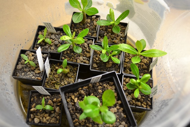 Adenium obesums.JPG