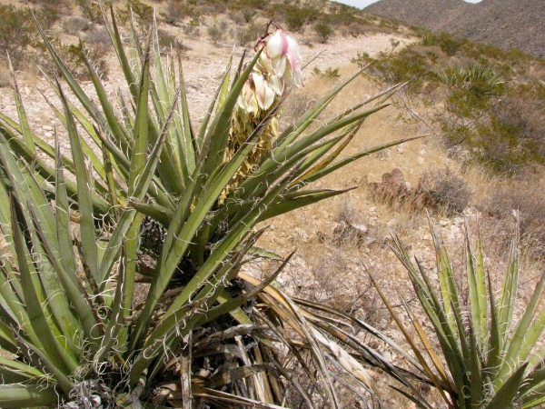 Yucca baccata.jpg