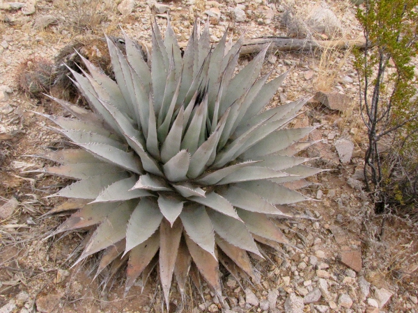 Agave neomexicana1.jpg