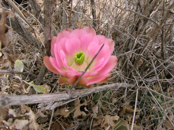 Female Flower.jpg