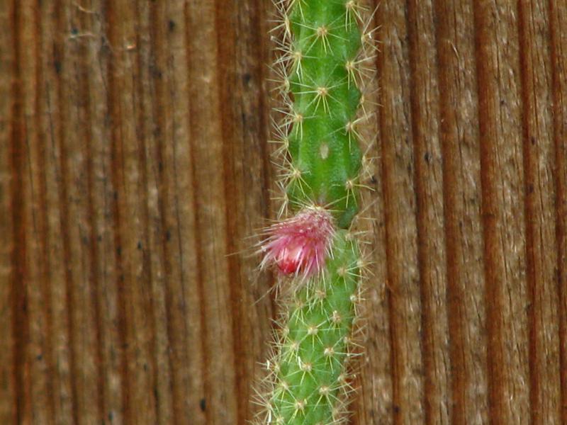 A lone bloom from Rat tail cactus