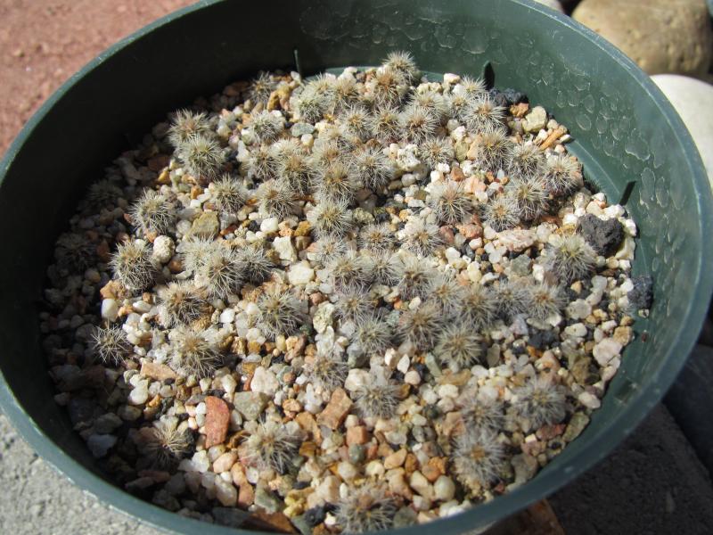 Echinocereus rigidimuss 1 year old