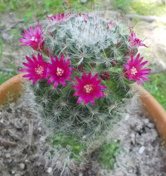 mammillaria zeilmanniana