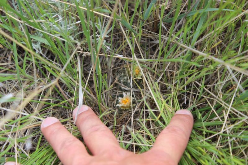 Escobaria missourensis hidden in the grass
