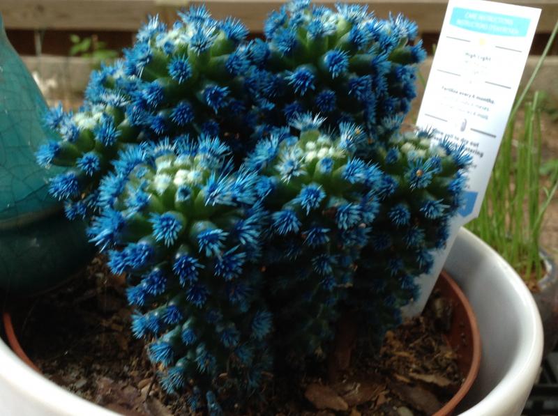 bluecactus.jpg