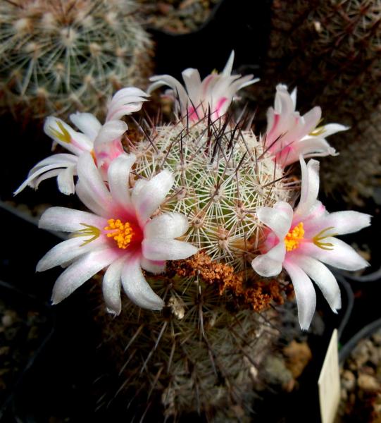 mammillaria swingleyi.JPG