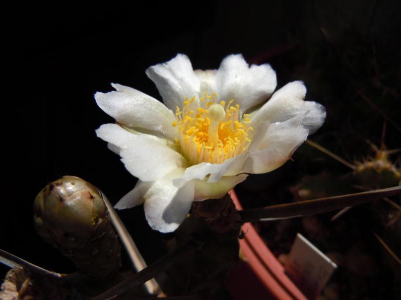 tephrocactus articulatus.JPG