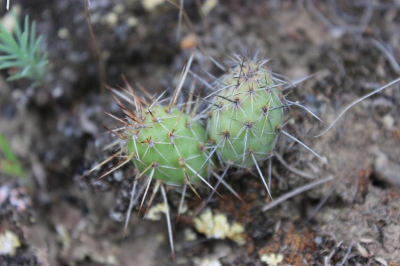 Could be Opuntia fragilis?