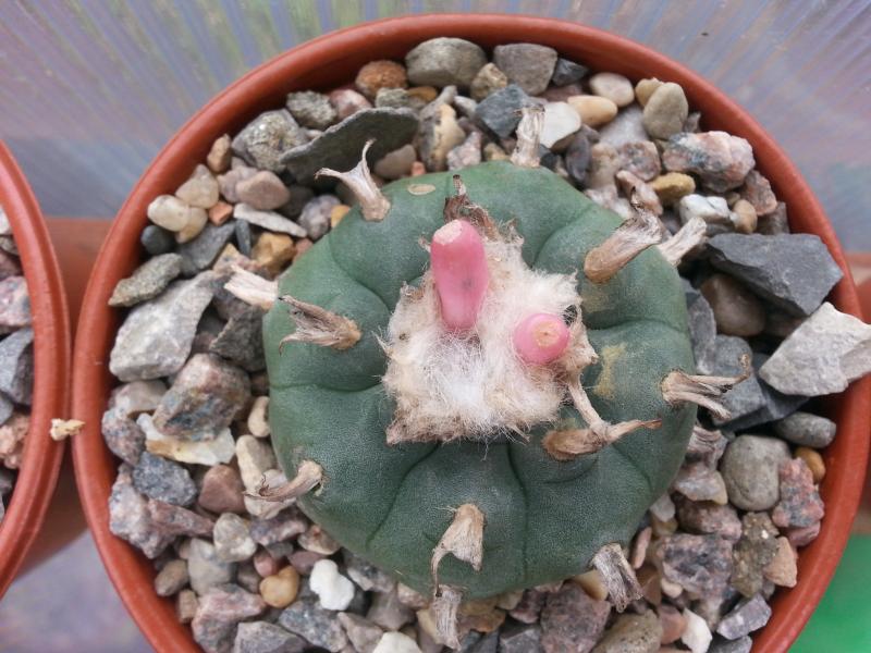 Another lophophora williamsii,  two fruit and a new bud hiding in the fluff.