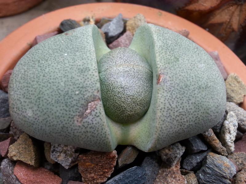 And not a cactus but growing steadily non the less. Pleiospilos nelii.