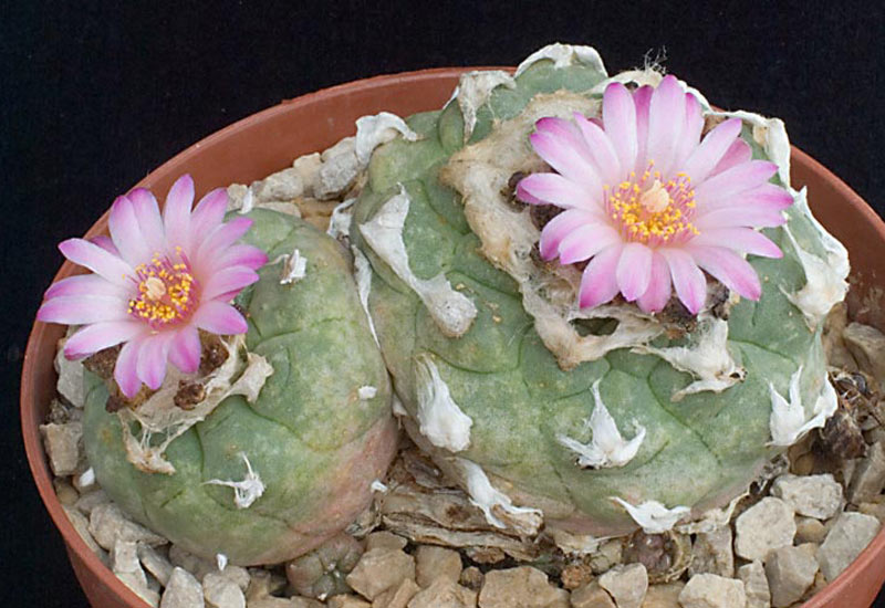 Lophophora jourdaniana.jpg