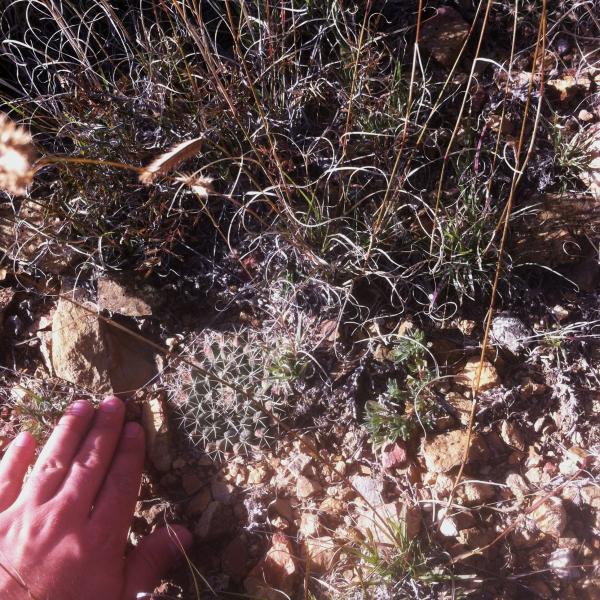 Mammillaria heyderi 2.JPG