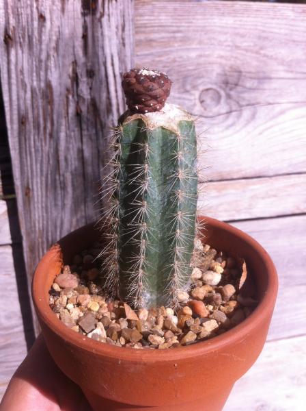 copiapoa hypogaea