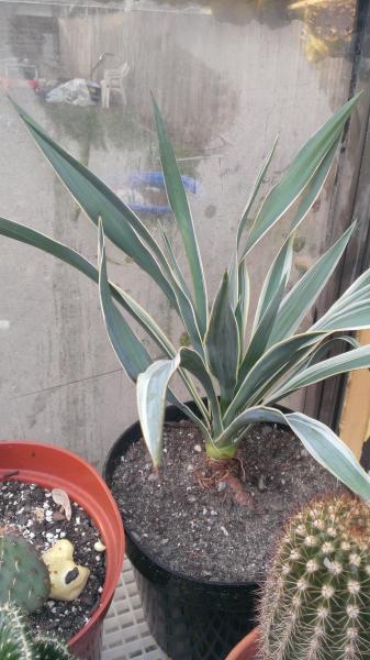 yucca gloriosa, I just obtained this one. anyone tell me their experience in growing these will be helpful