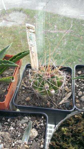 ferocactus hamatcanthus