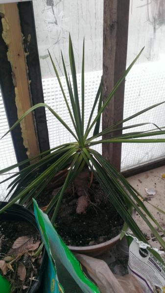 this yucca has strong leaves and sharp ends that can poke your eye out. many people tell me its a recurvifolia v gloriosa . any help ID