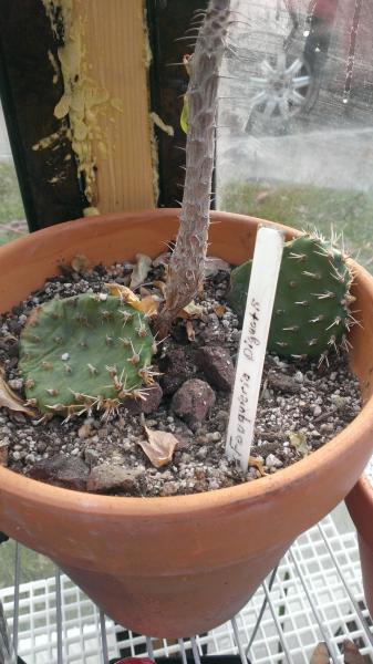 trying to root these opuntia fragilis but kinda failing
