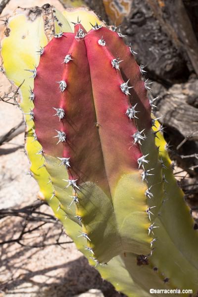 Lophocereus schottii var. schottii