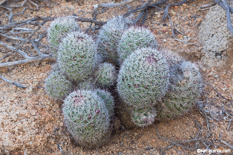 Mammillaria dioica