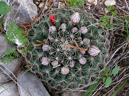 Mammillaria heyderi