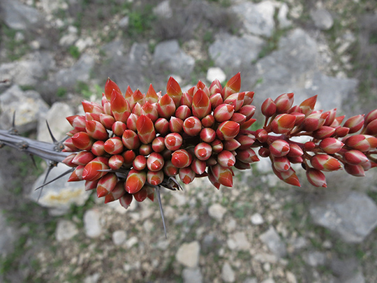 Ocotillo in bud (Fouquieria splendens)