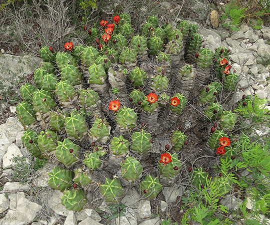 Echinocereus coccineus