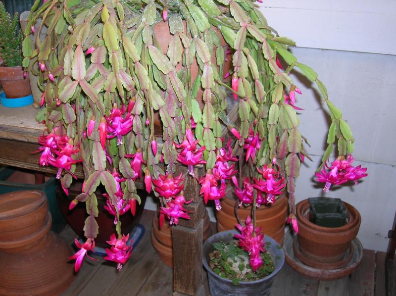 Schlumbergera x buckleyi . . . 'Christmas Cactus' (01-20-2015)