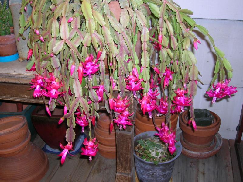 Schlumbergera x buckleyi . . . 'Christmas Cactus' (01-20-2015)