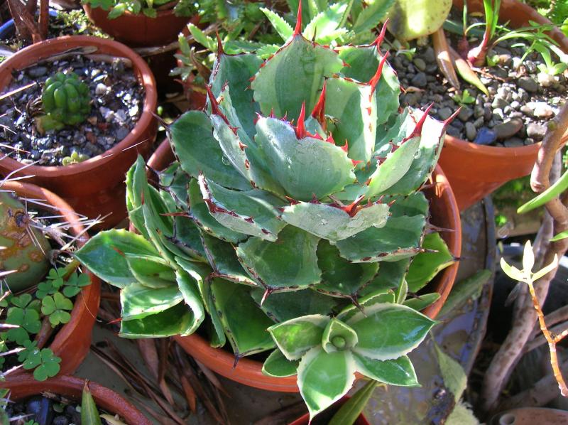 Agave potatorum 'Kichiokan'