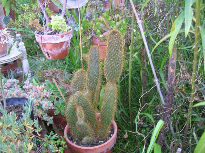 Opuntia echios var. gigantea . . . (01-21-2015)