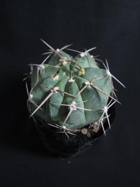 Gymnocalycium.jpg